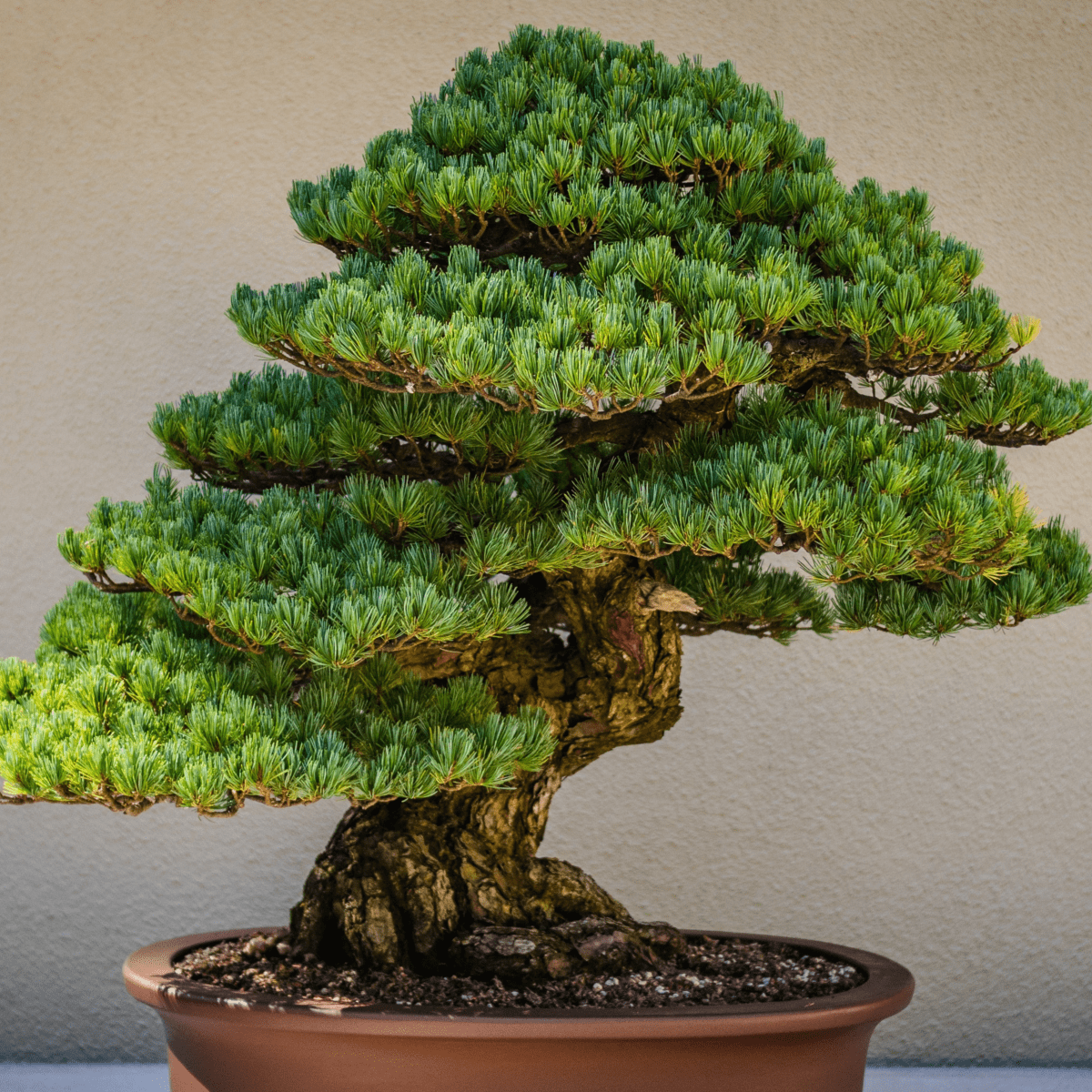 Bonsai Tree Care: Tips and Techniques for Healthy, Thriving