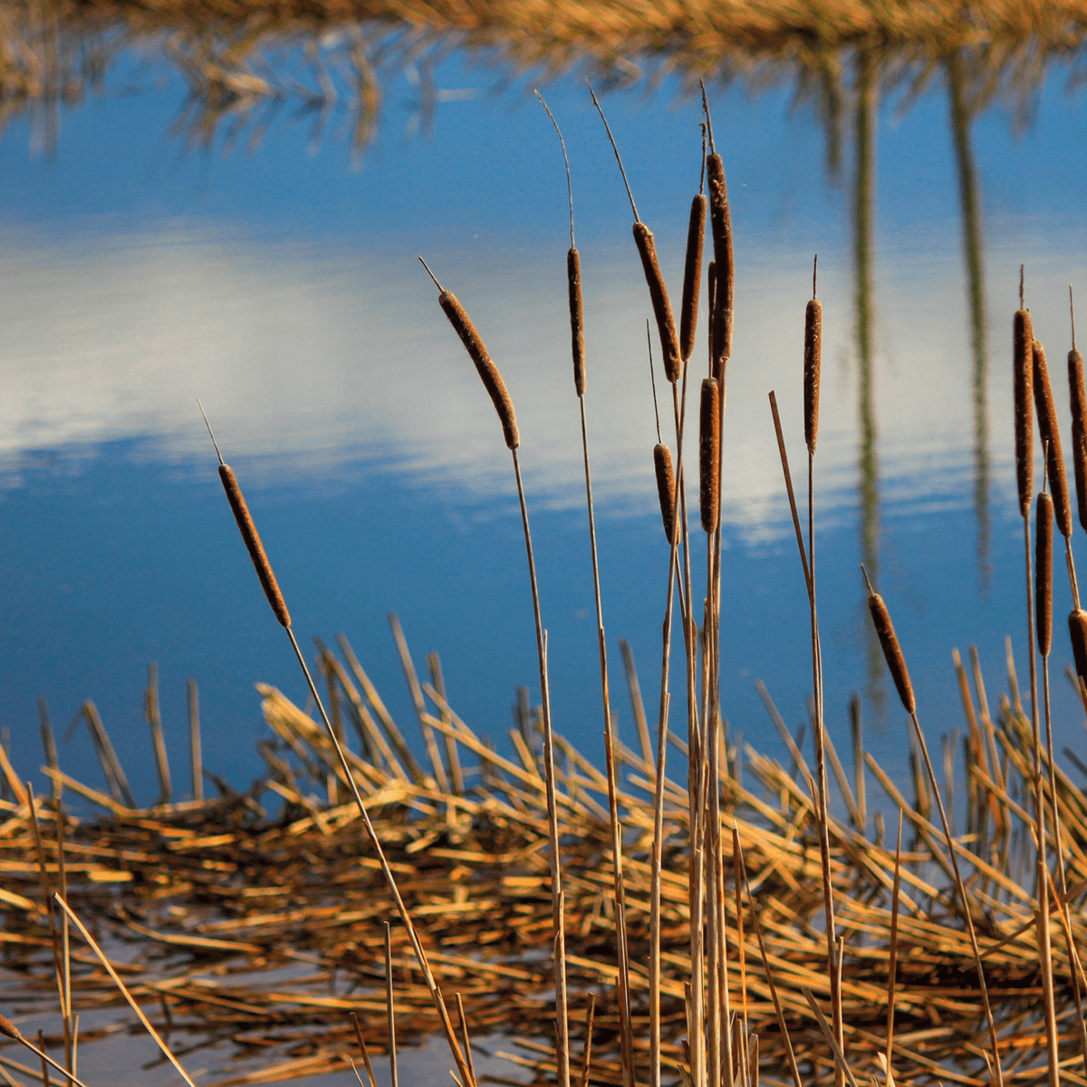 Cutting Cattails, Bulrushes, and Reeds - Dengarden