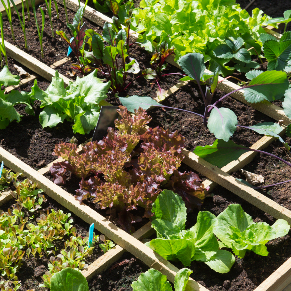 Growing An Organic Vegetable Garden