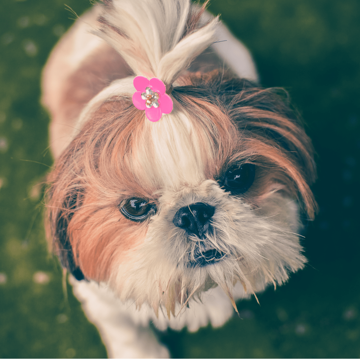 Premium Photo  Shih tzu dog with short hair after grooming profile view
