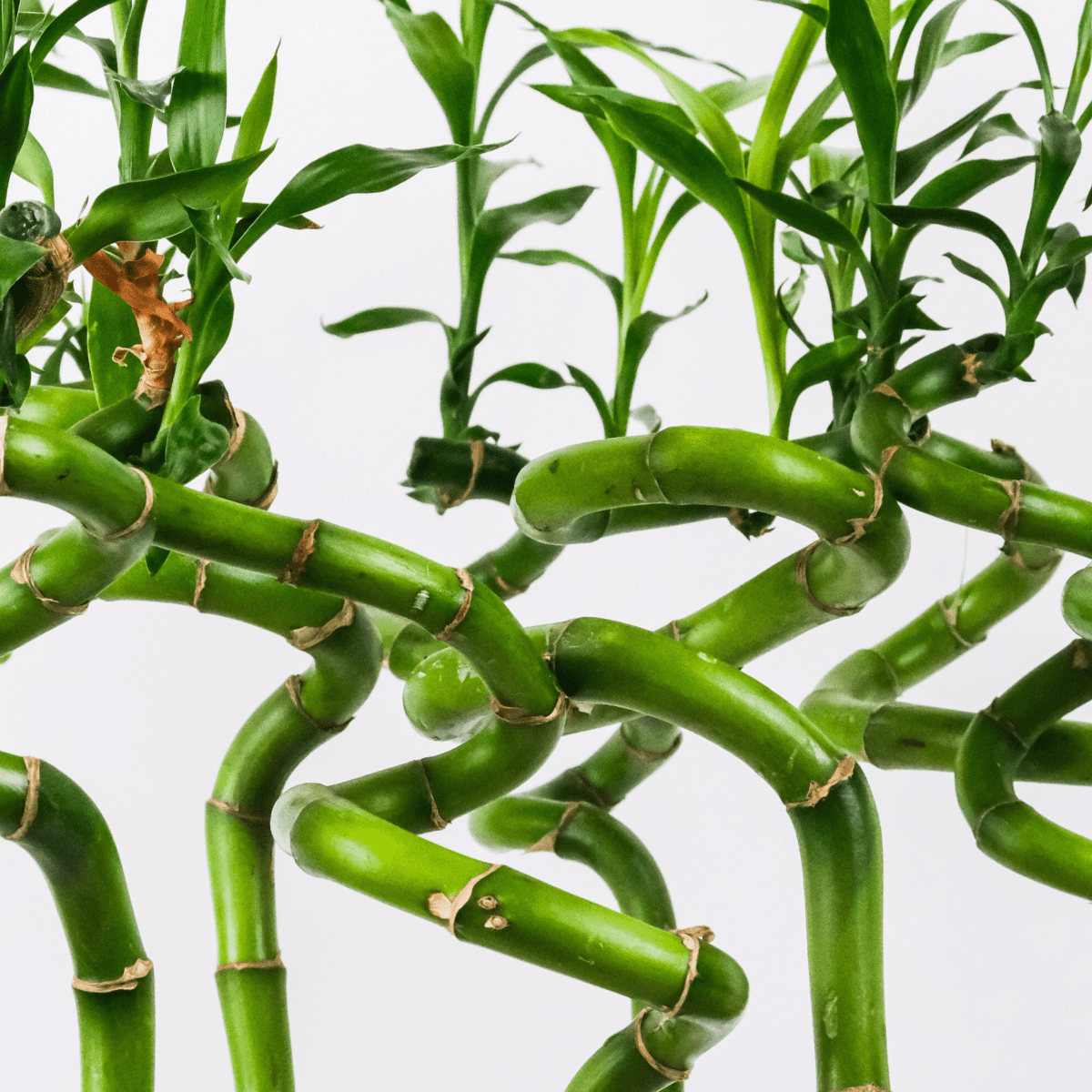 How to Repot Lucky Bamboo, Plus a DIY Project to Display It