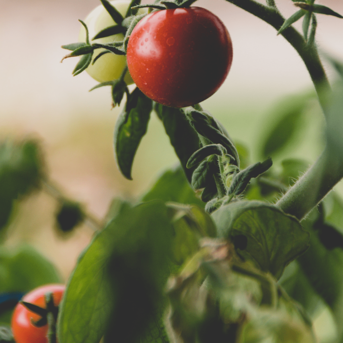 How to keep your tomato plant healthy 