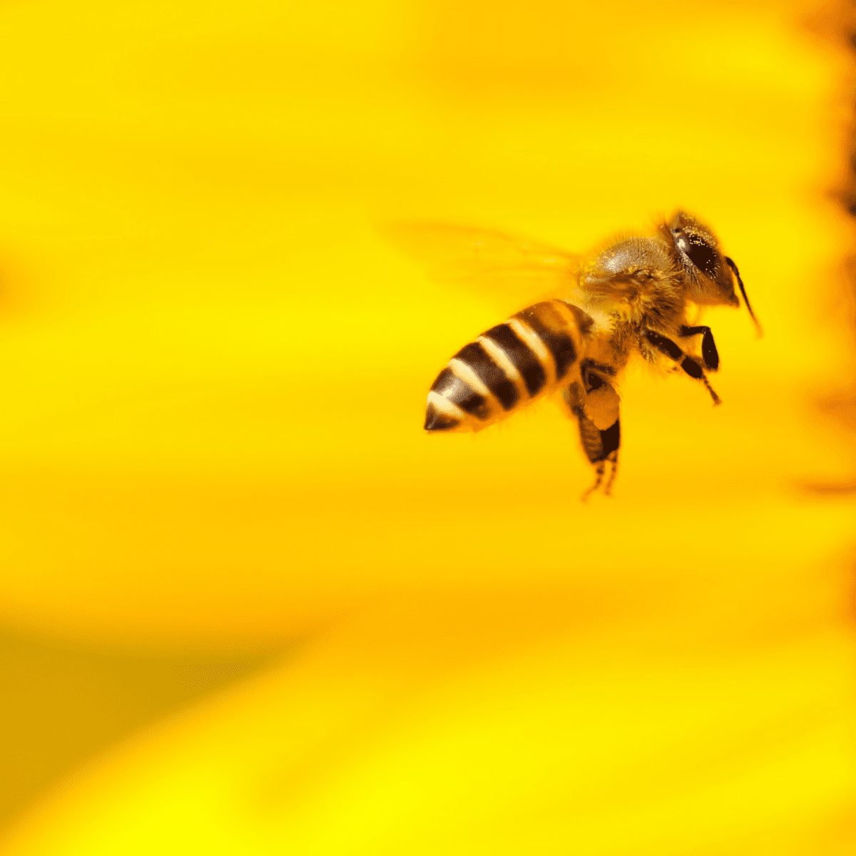 Five myths about bees: The truth about these remarkable insects