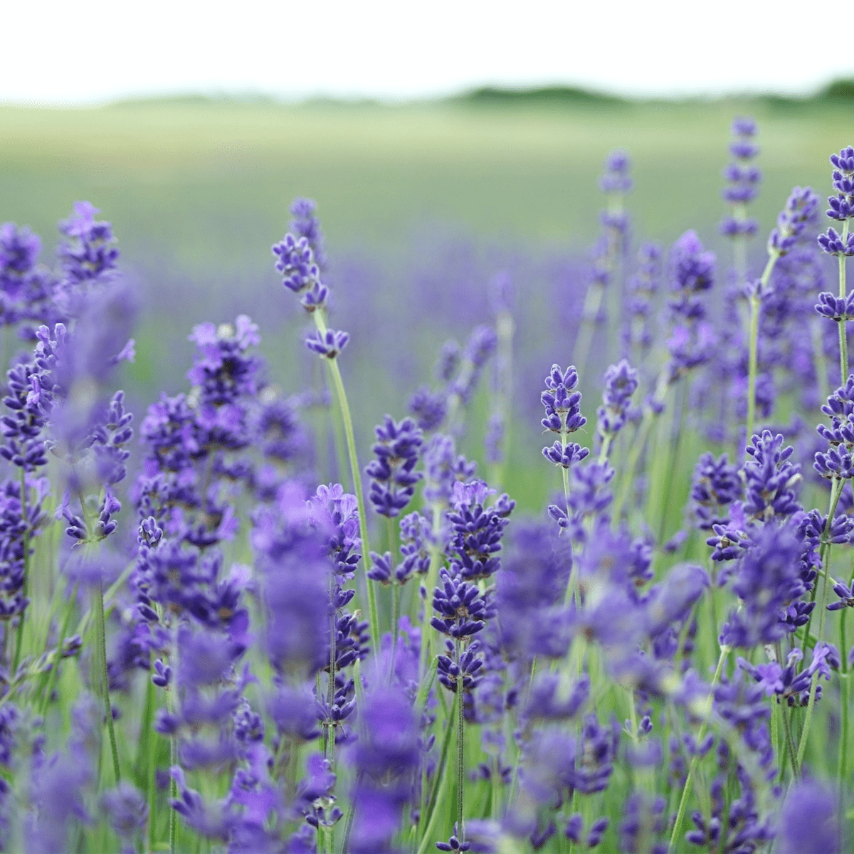 How to Dry Lavender Flowers at Home - Dengarden