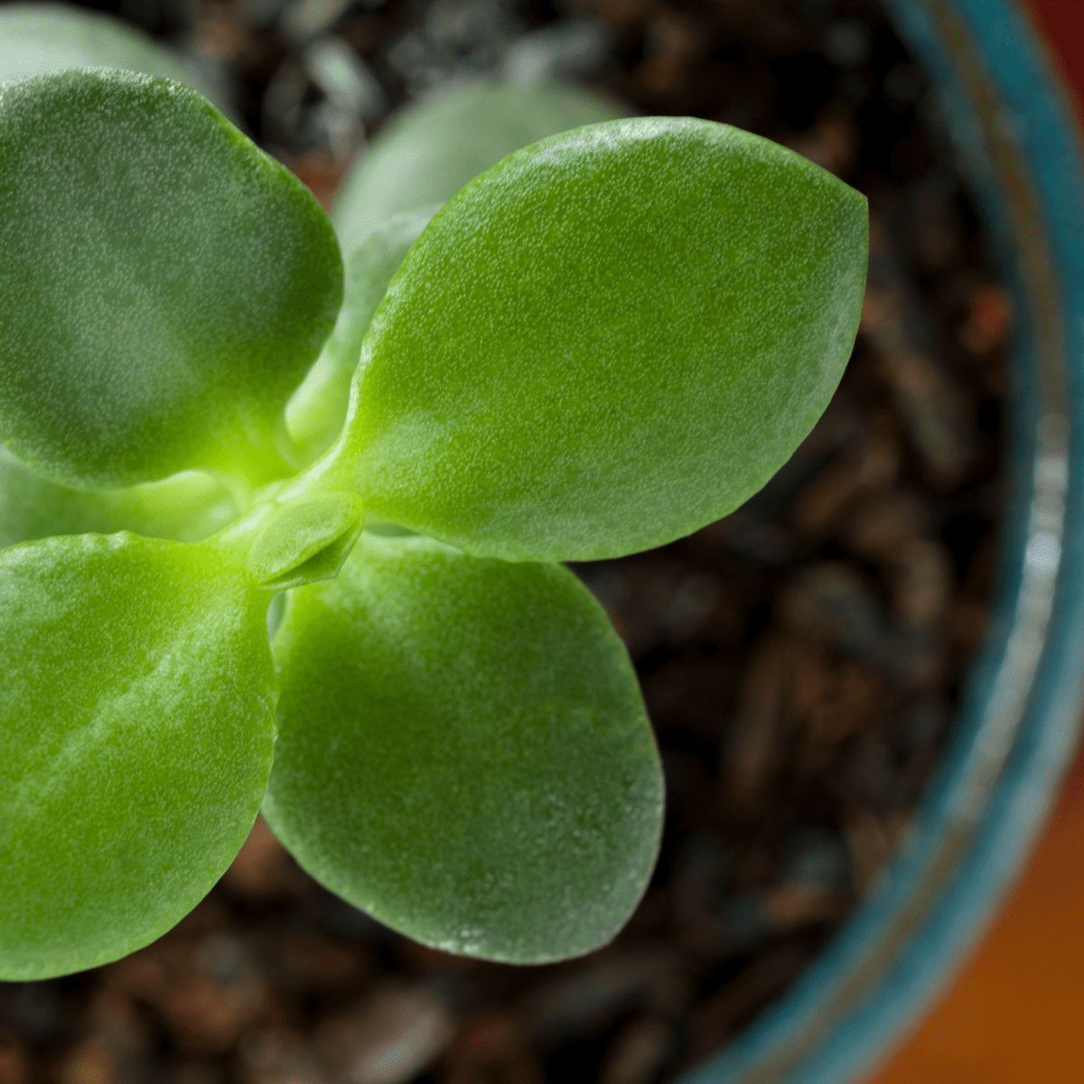 Wrinkled Leaves On Jade Plant? Here's What To Do