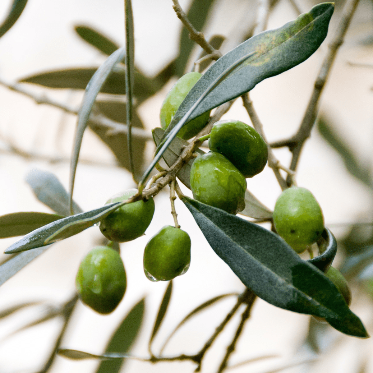 Olive branch with two olives. Olive plant, branch with leaves and