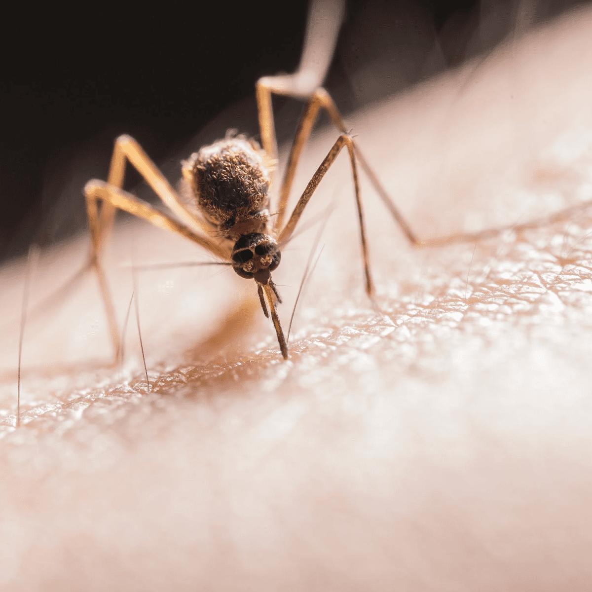 Natural Ways to Get Rid of Insects in Your Home