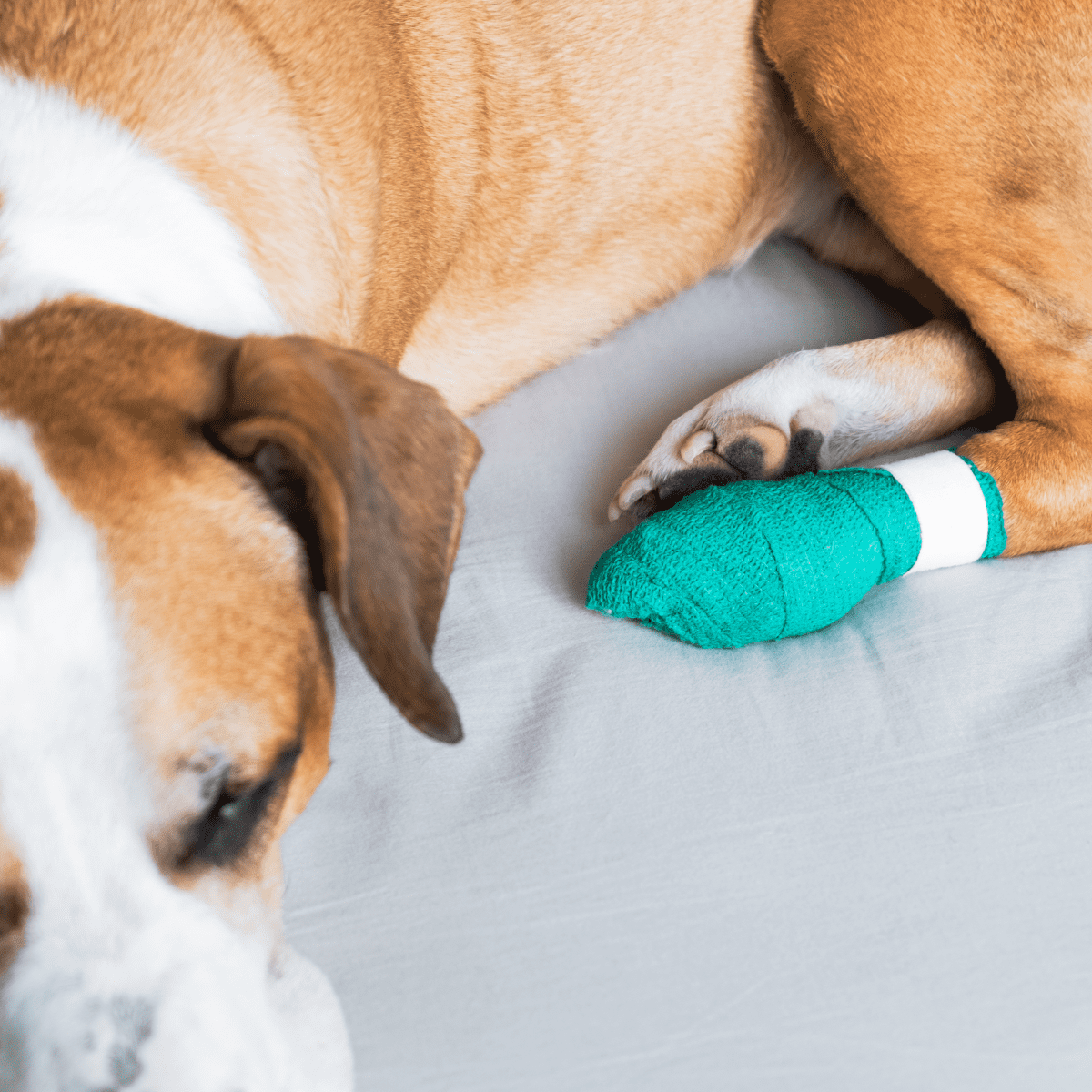 Dog Health: How to Stop a Dog From Chewing on a Wound - PetHelpful