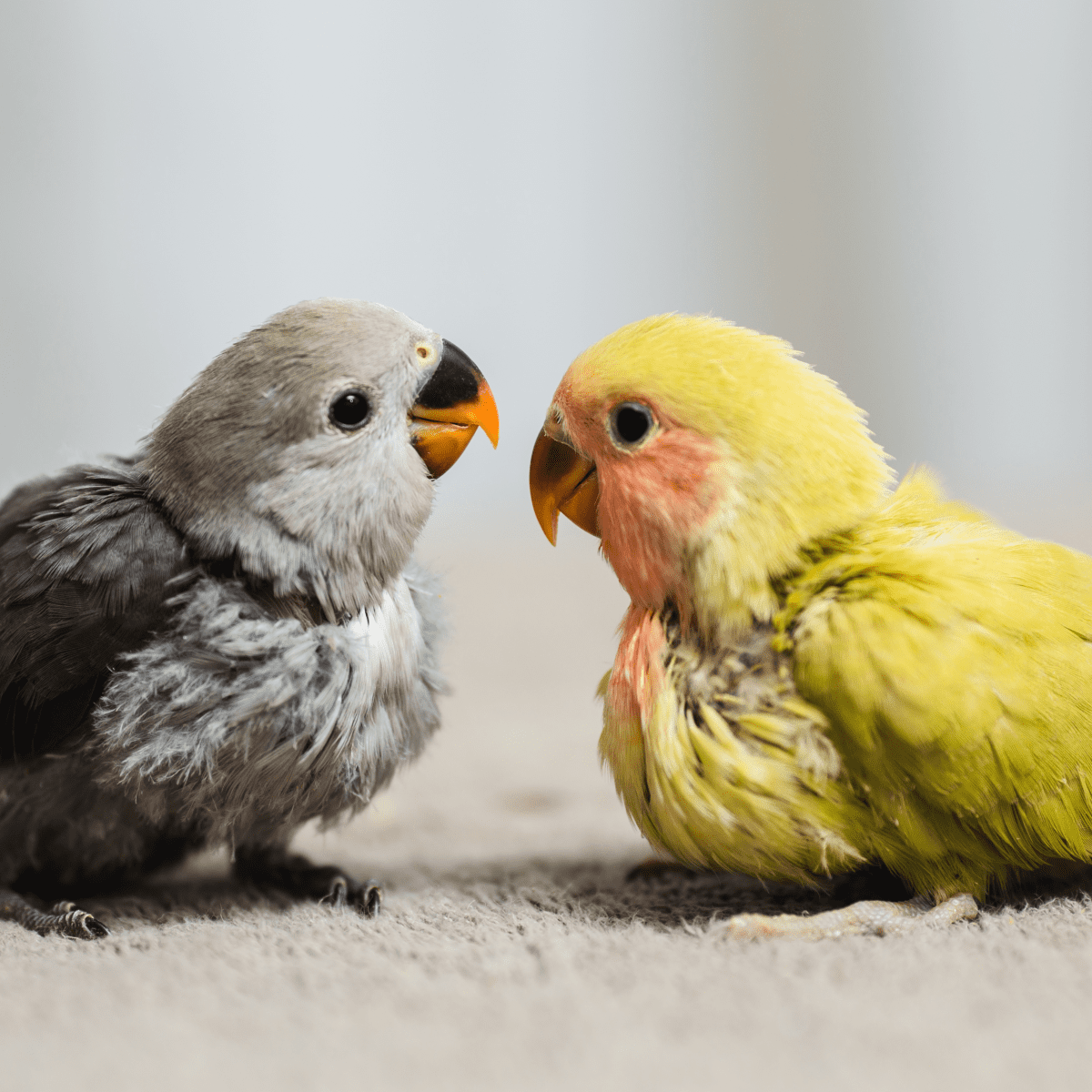 baby pet birds