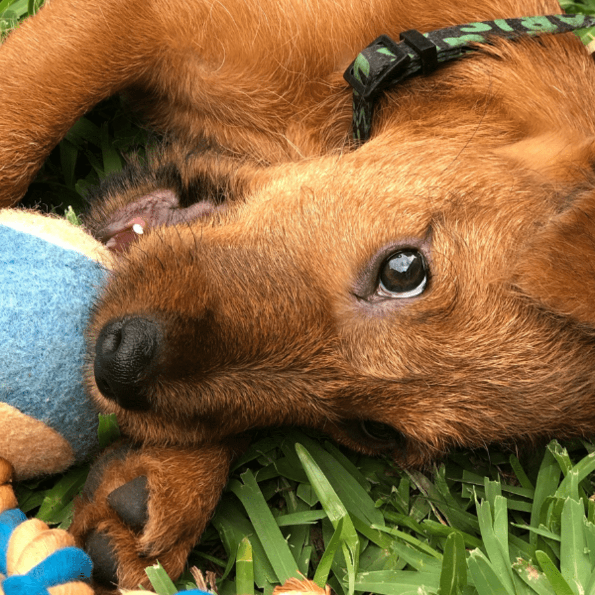 do teething puppies eat less