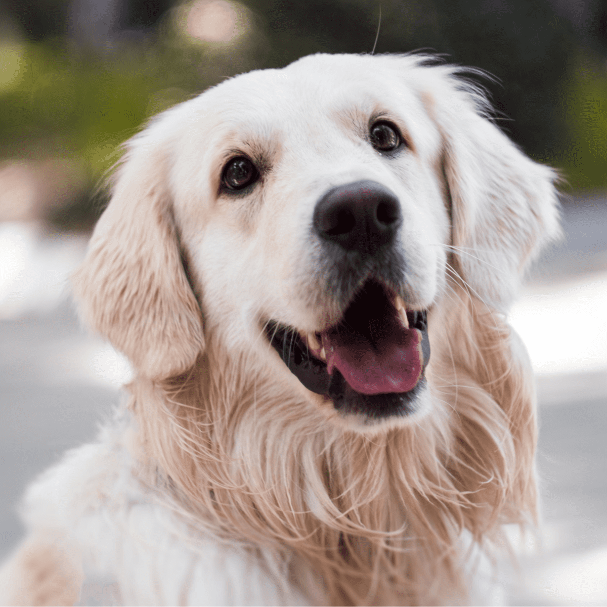 Dog for adoption - Dug, a Golden Retriever Mix in Louisville, KY