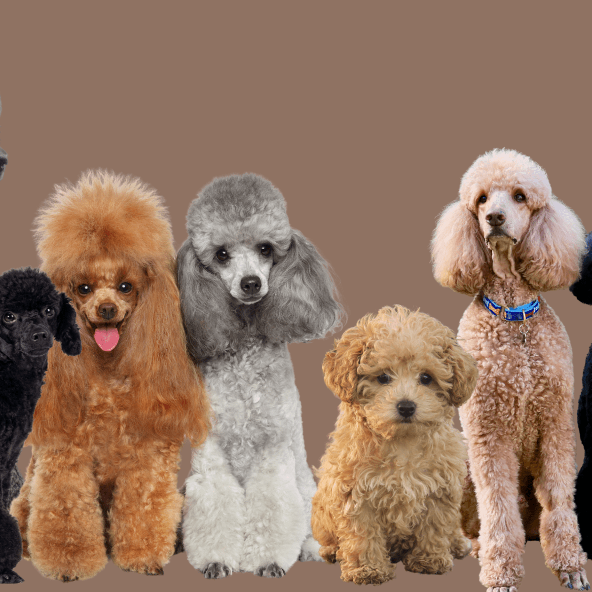 https://images.saymedia-content.com/.image/ar_1:1%2Cc_fill%2Ccs_srgb%2Cq_auto:eco%2Cw_1200/MTk4OTY2OTY3ODM3NjY1MjM2/different-types-of-poodle-dog-breed-information-pictures-characteristics.png