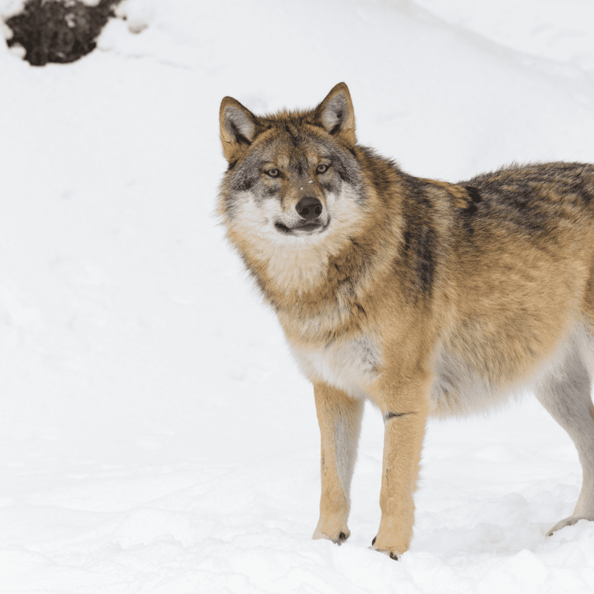 AZ: Forest service cautions hunters to be careful around wolves
