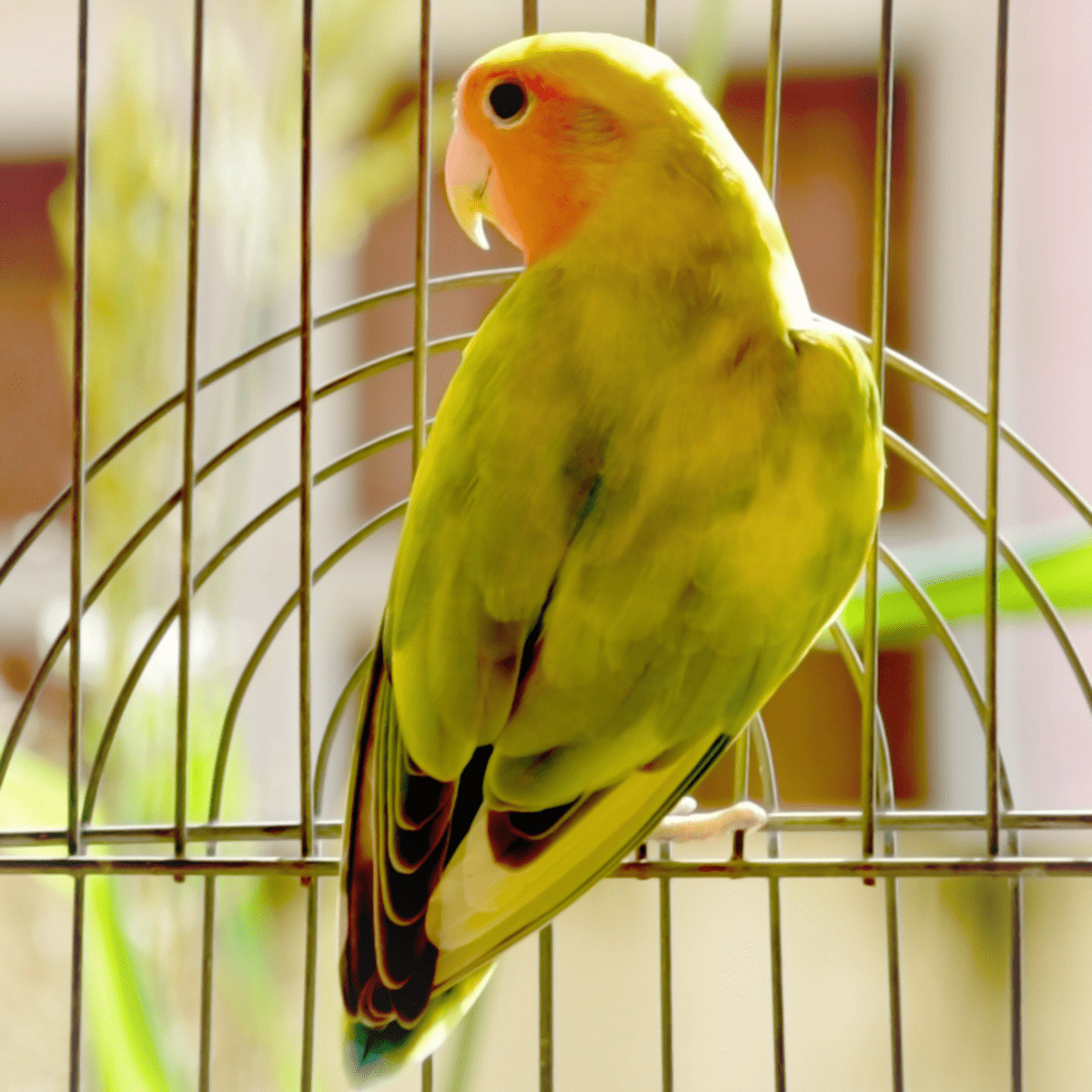 6 Ways to Show Your Pet Parrot Love