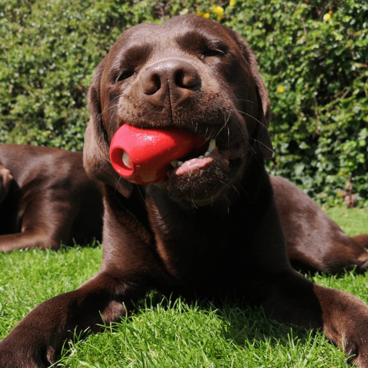 The Importance of Mental Stimulation: How Play Sessions Benefit Your Pet's  Brain
