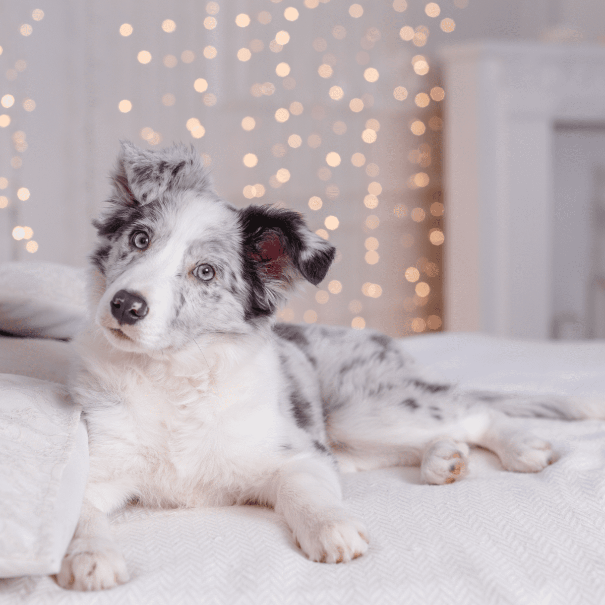 Ways to keep your dog busy when you're away