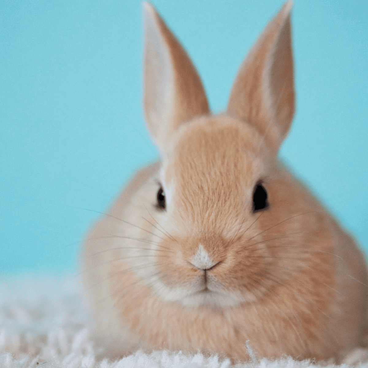 Husarbejde bacon Donation A Complete List of Cruelty-Free Cosmetics Brands - Bellatory