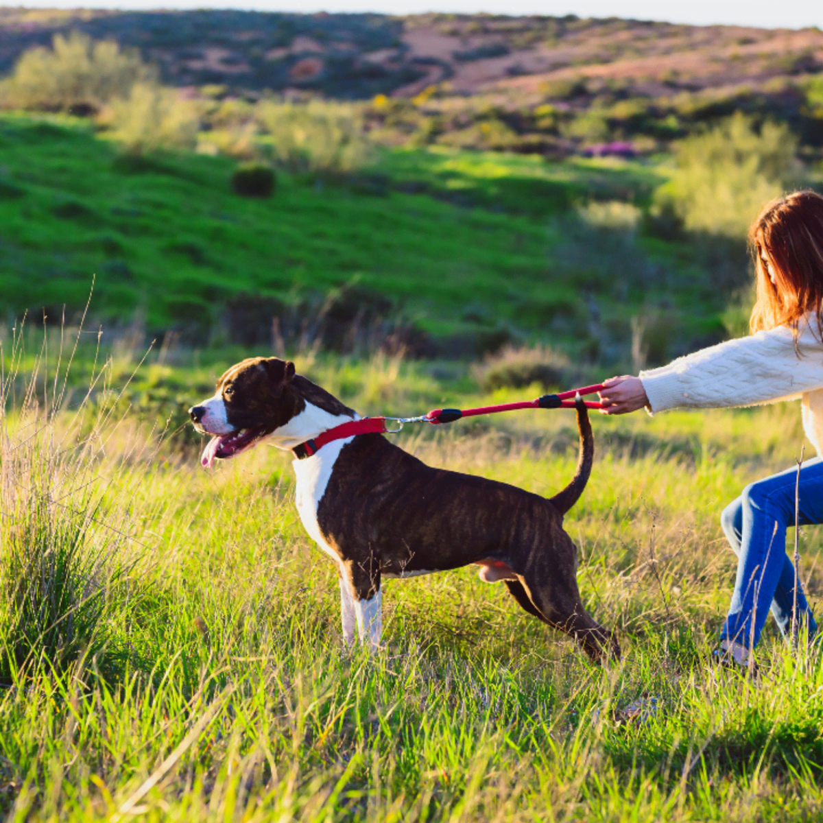 Dog Fishing Rod Toy, Dog Rope, Chewing, Dog Toy, Doggy Man, Dog Training,  Dual-Use, Fishing Rod Type, Three Section Extendable, Includes 2  Replacement