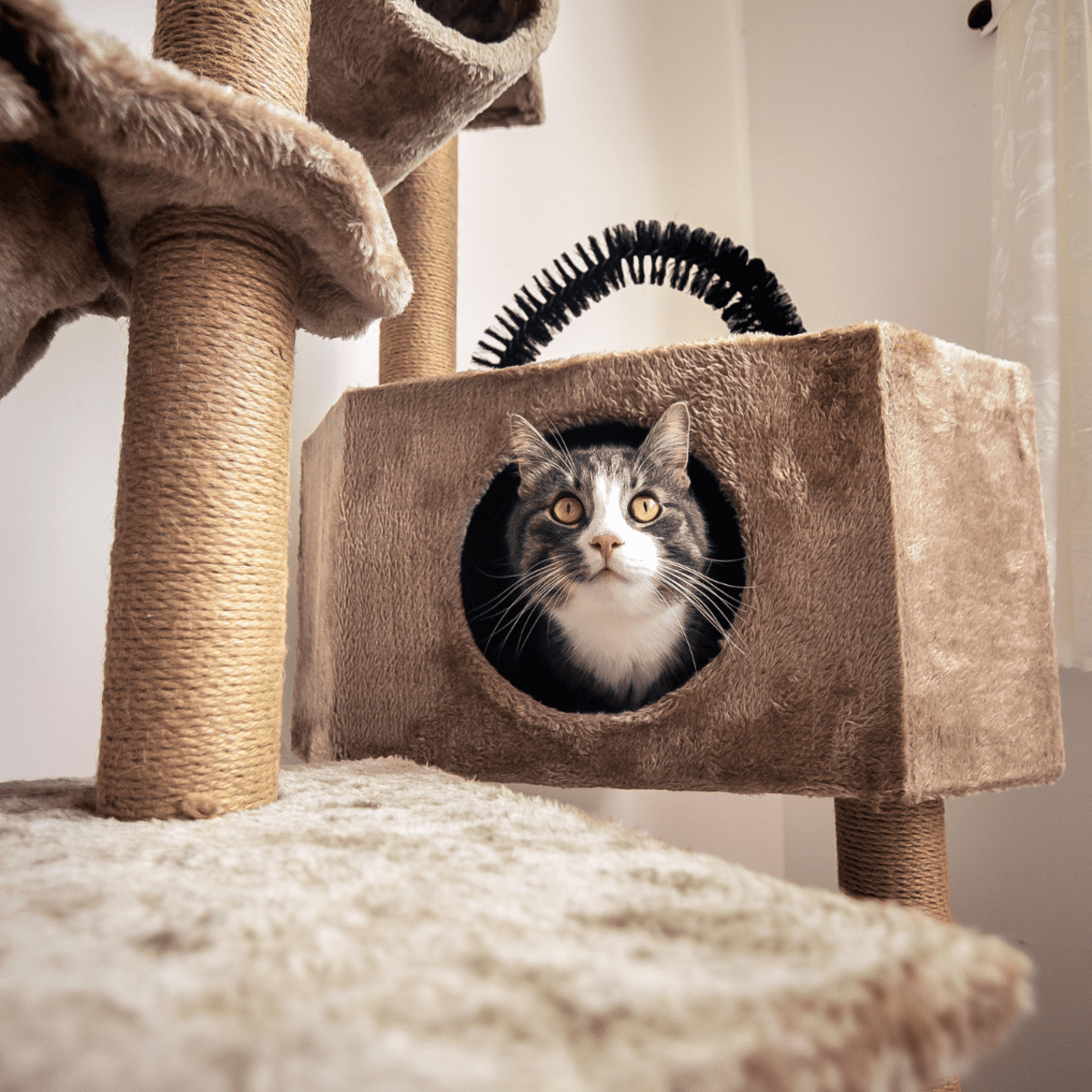 Cat Enrichment: What to Do if Your Cat Is Bored