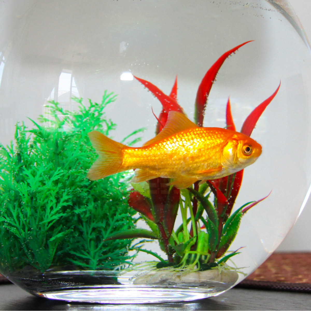 Caring for Your Goldfish in a Fish Bowl Without an Air Pump - PetHelpful