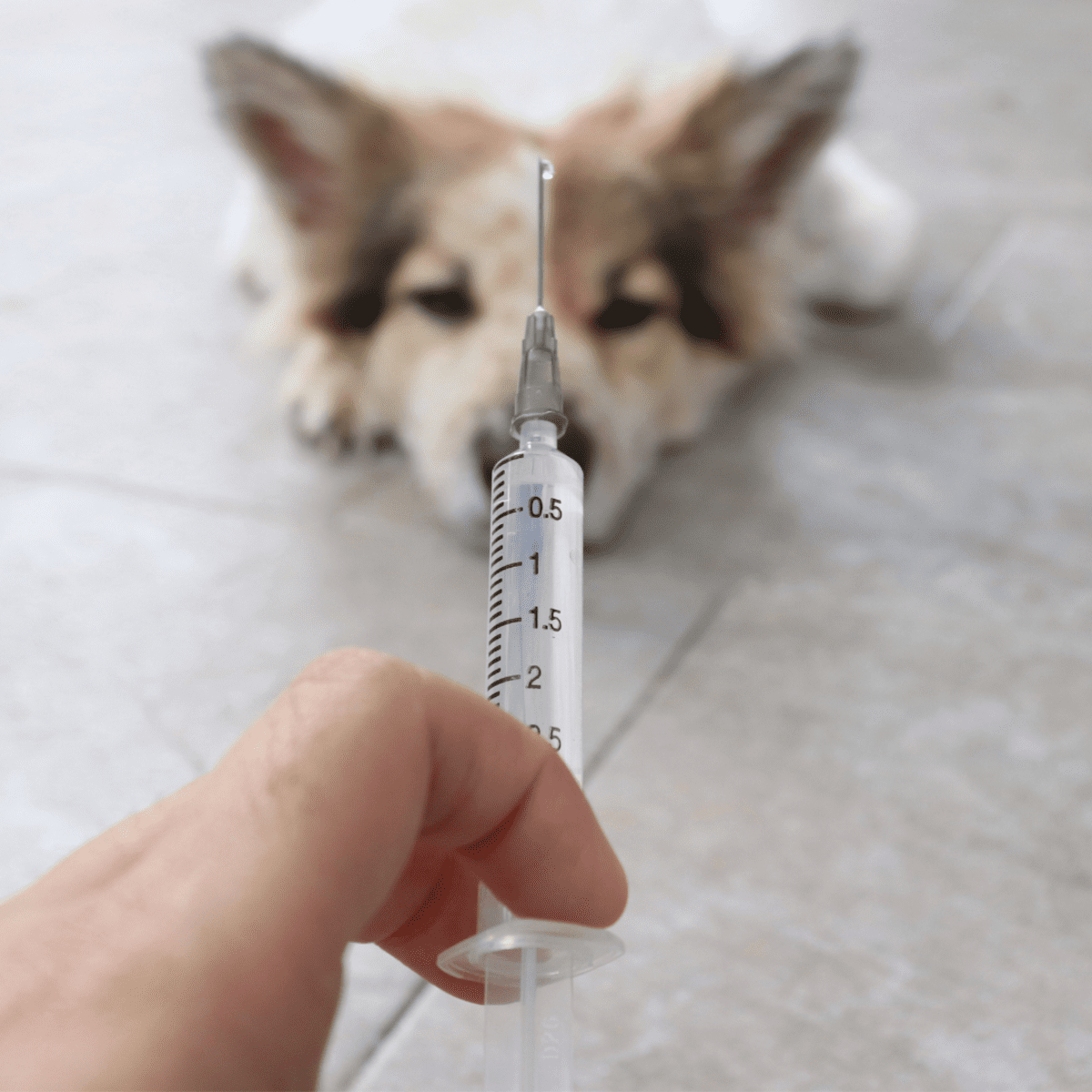Do Dogs Need Distemper Vaccine