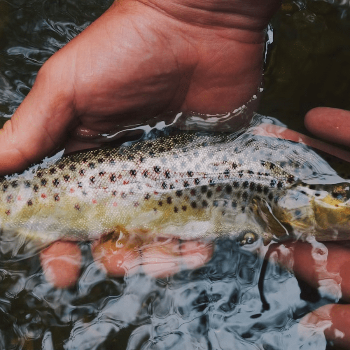 Trout Fly Fishing With a Spinning Rod (& the 1,2,3 Strategy