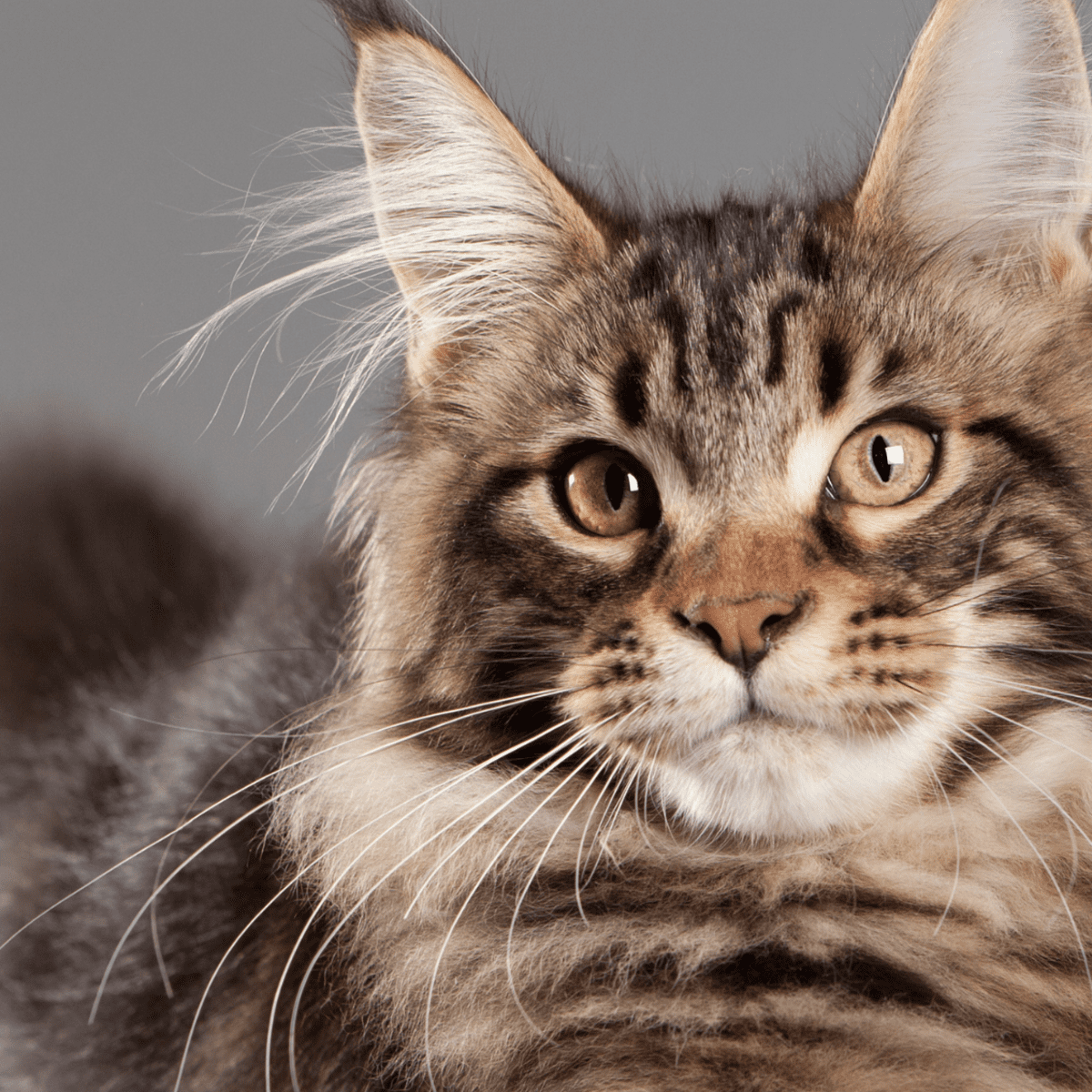 https://images.saymedia-content.com/.image/ar_1:1%2Cc_fill%2Ccs_srgb%2Cq_auto:eco%2Cw_1200/MTk5NjY3MTQwMzg1NTgwNjcy/all-about-the-maine-coon-cat-the-gentle-giant.png