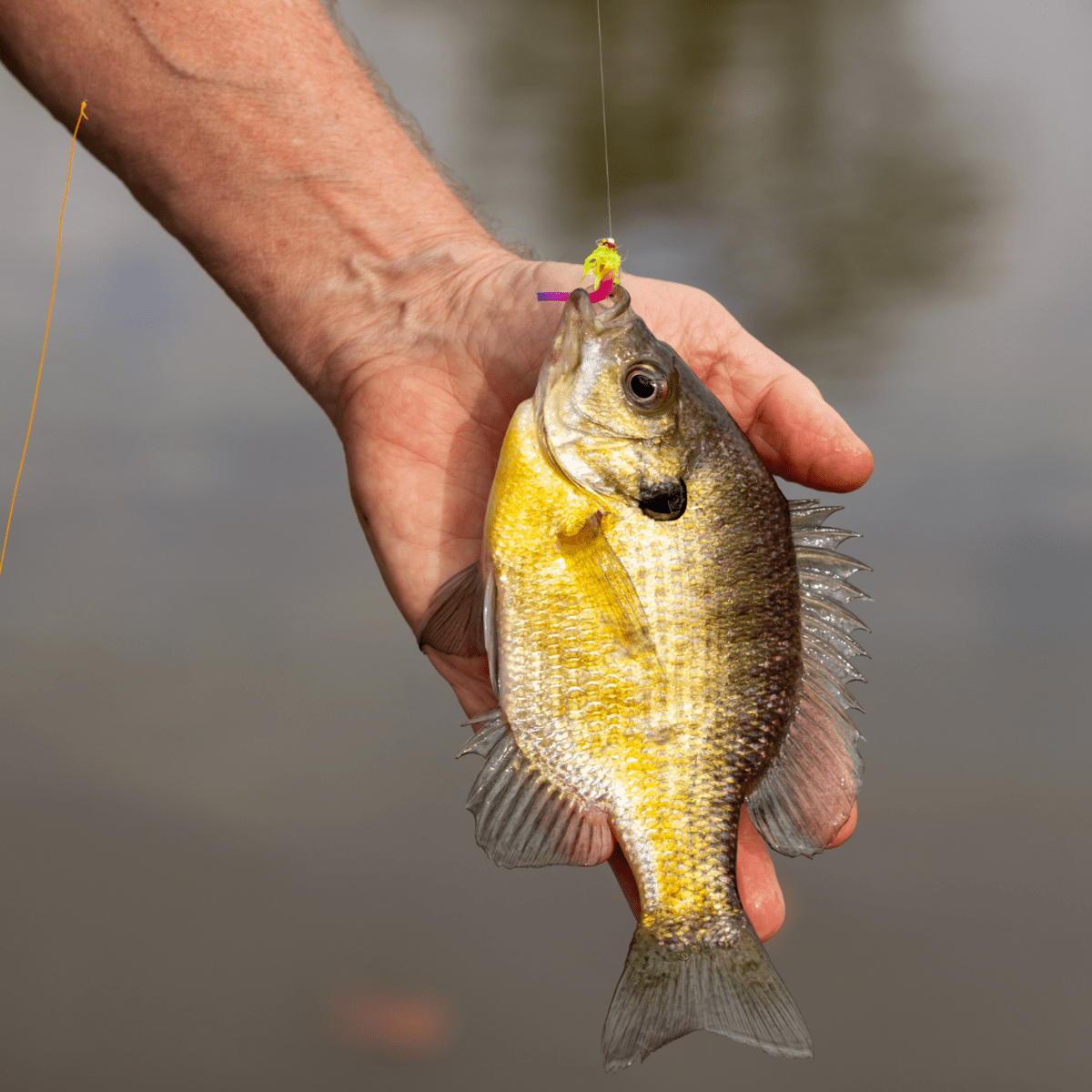Fishing for Bream: Bluegills, Sunfish, and Other Panfish - SkyAboveUs