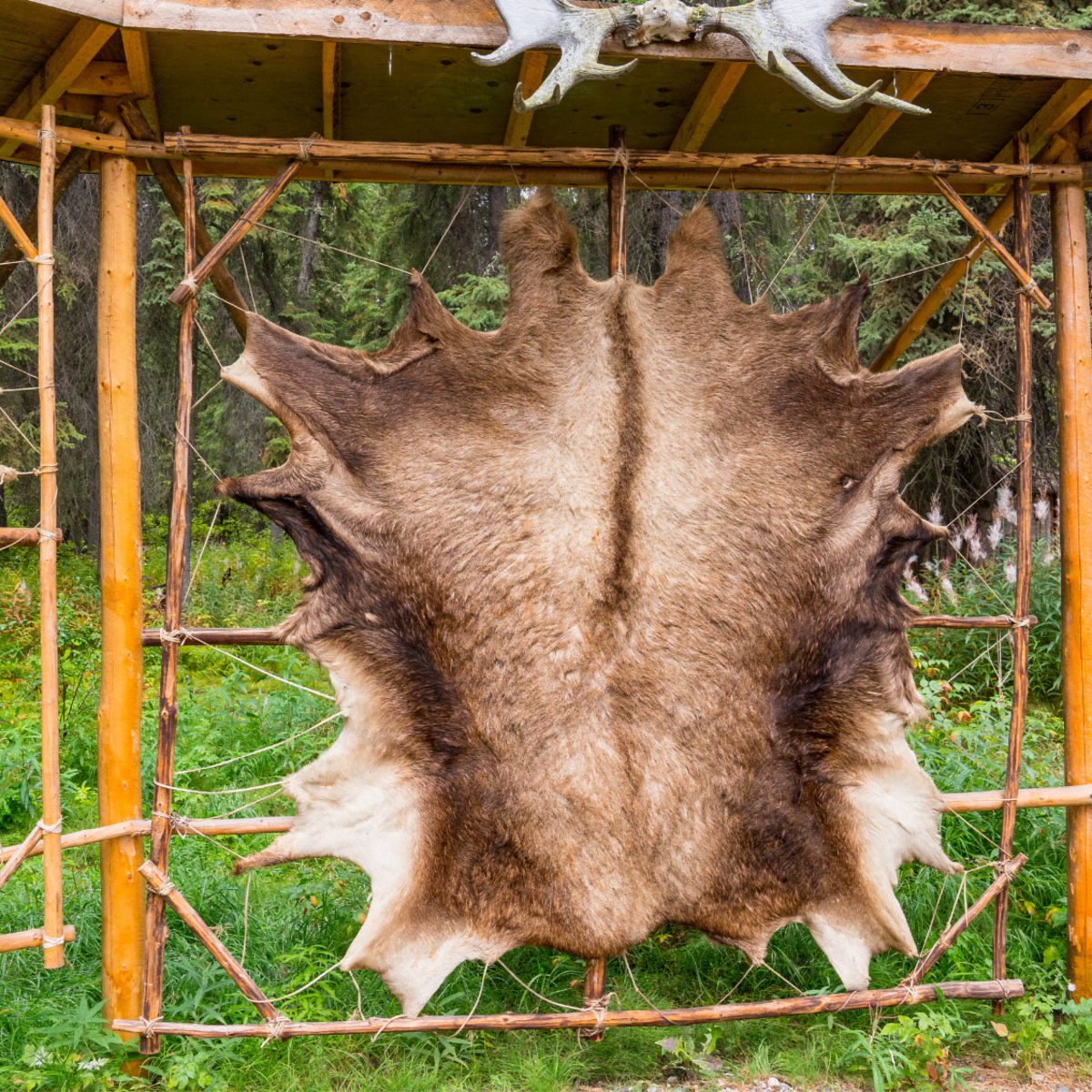 How to Easily Flesh a Hide for Tanning - HubPages, image size:1200x1200