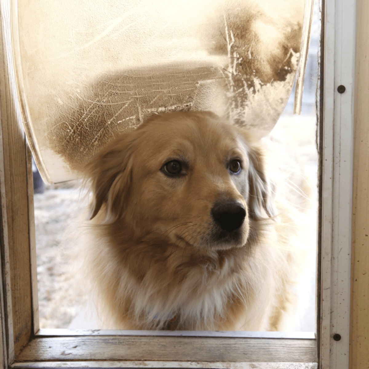 Gaiting Dog Hat