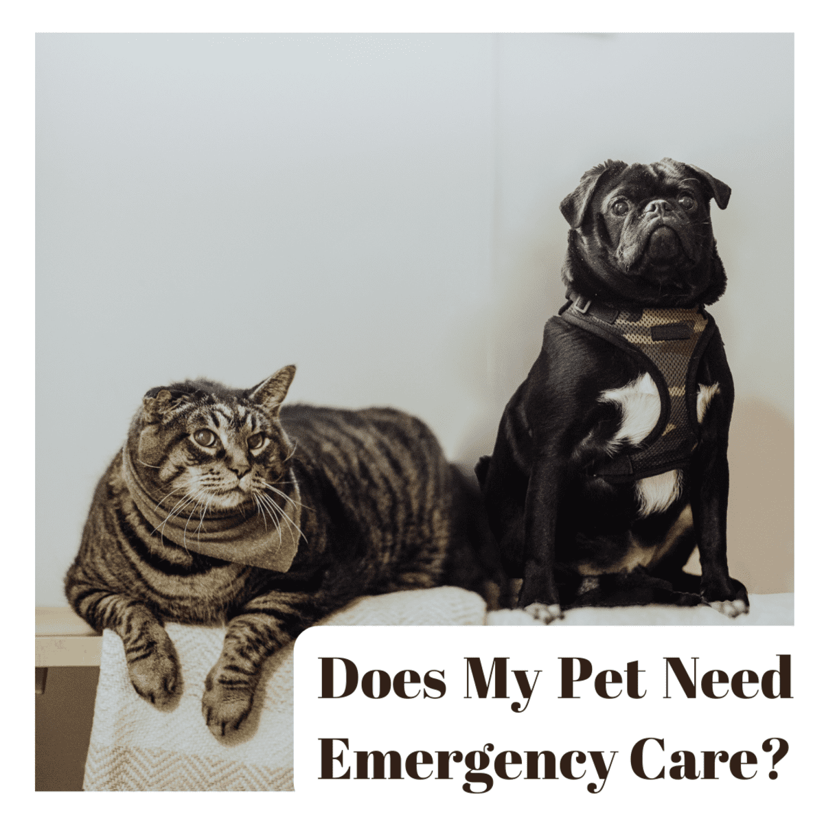 does my dog need emergency care