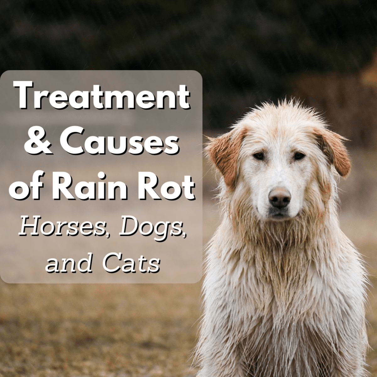What Causes Rain Rot In Dogs