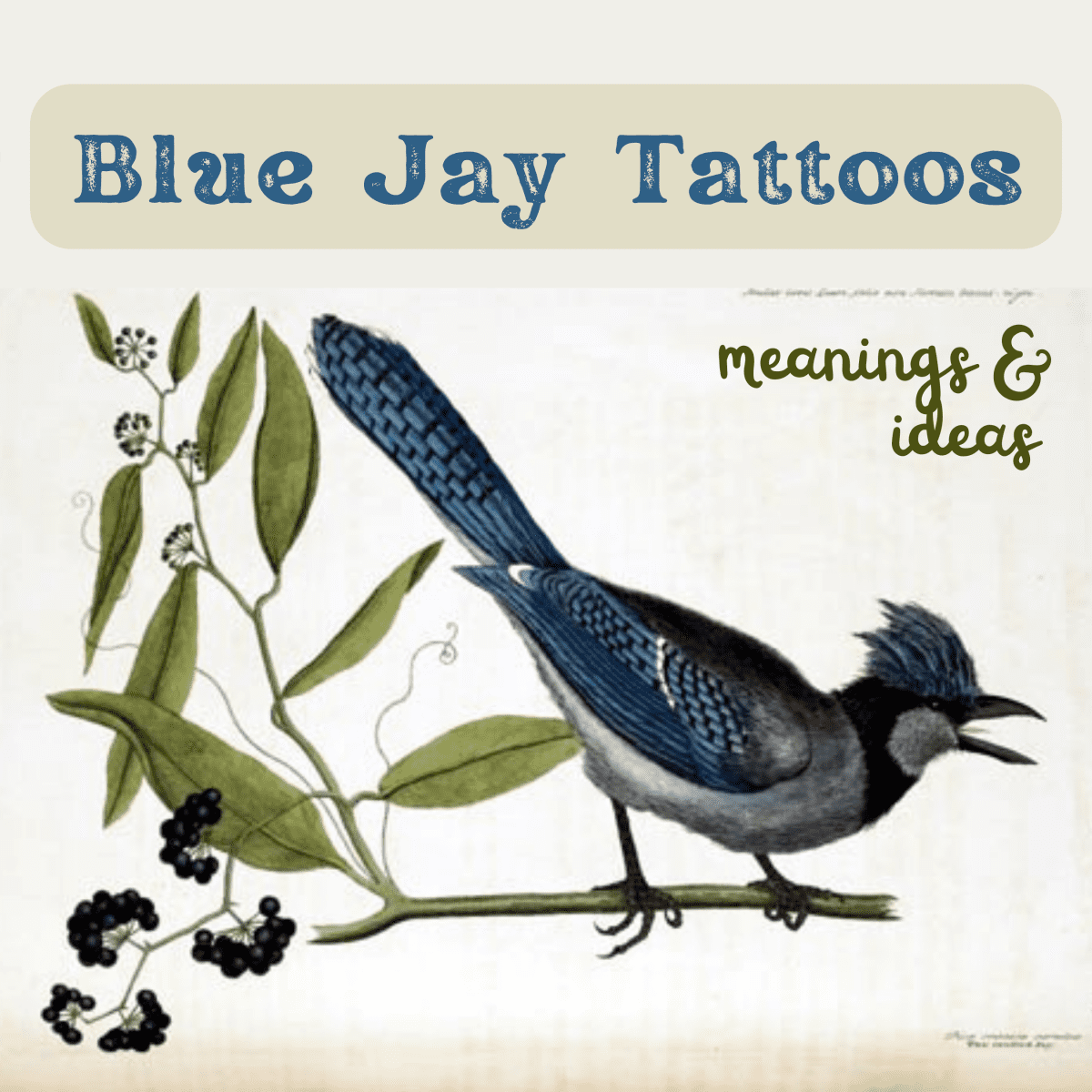 Unify Tattoo Company  Tattoos  Color  Blue Jay Tattoo