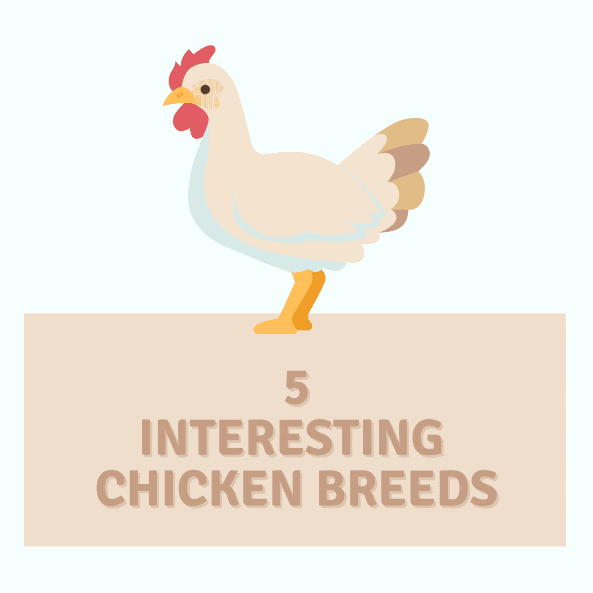 Five Weird and Uncommon Chicken Breeds - Owlcation
