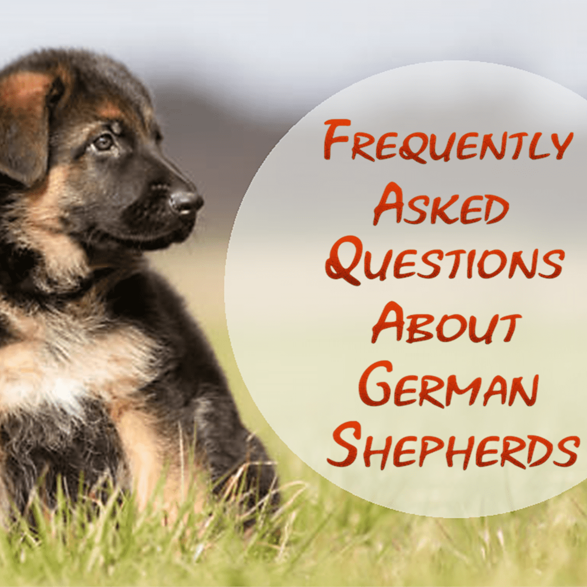 are german shepherd good pets