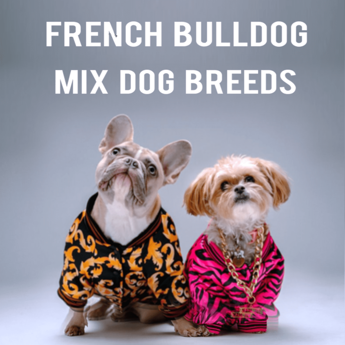 Tap Køb tyv 15 Most Popular French Bulldog Mix Dogs - PetHelpful