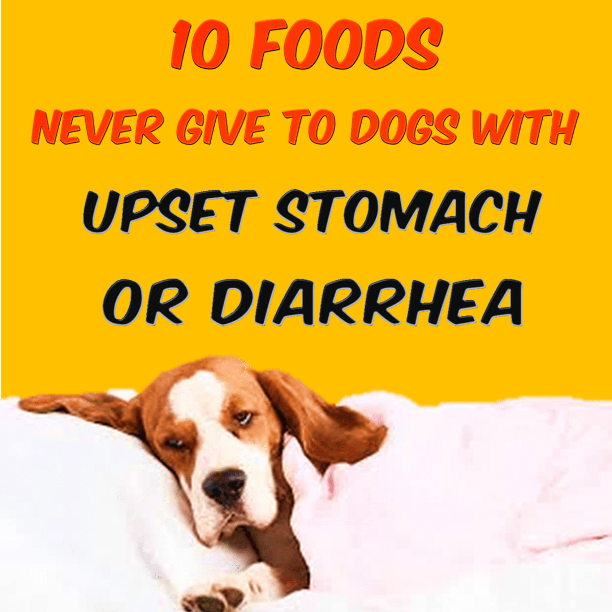 what does diarrhea look like in dogs