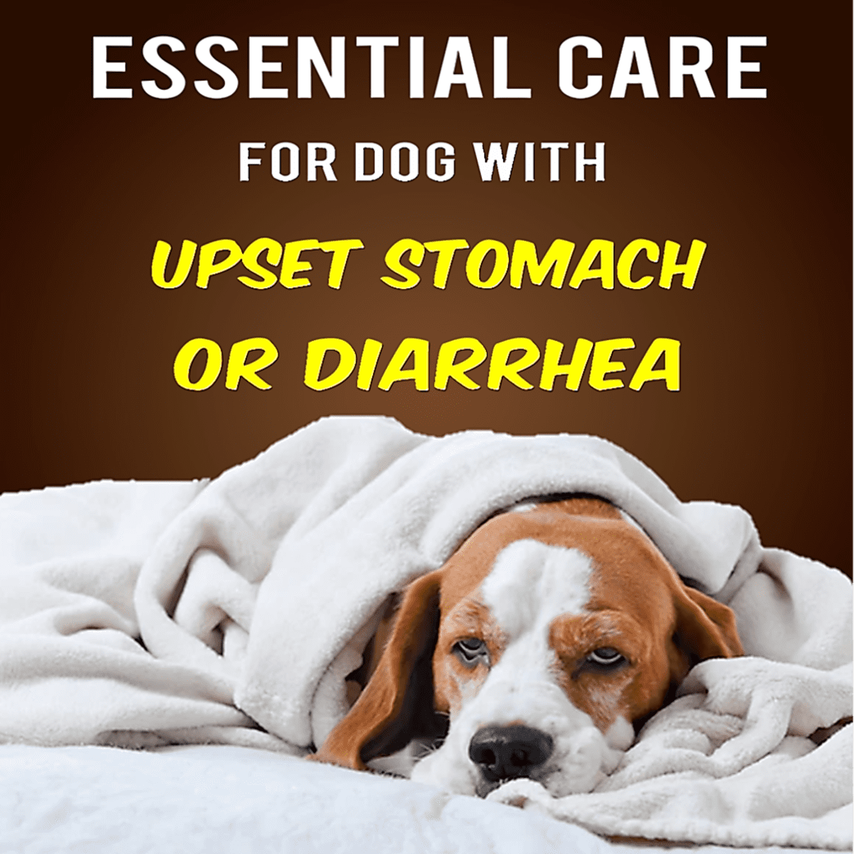 how do you help a dog with an upset stomach