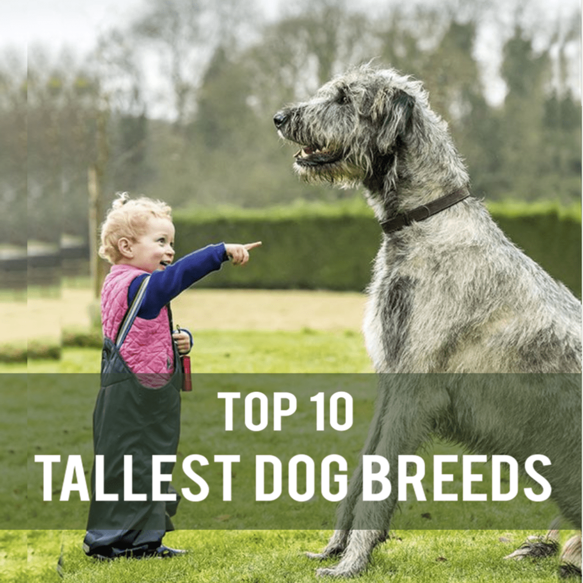 What Are the Top 10 Tallest Dog Breeds? - PetHelpful