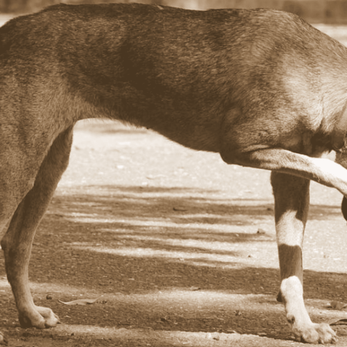 How To Stop Dog From Scratching Eye