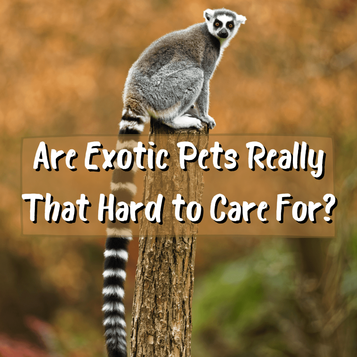 Exotic Pets: Are They Hard to Care For? - PetHelpful