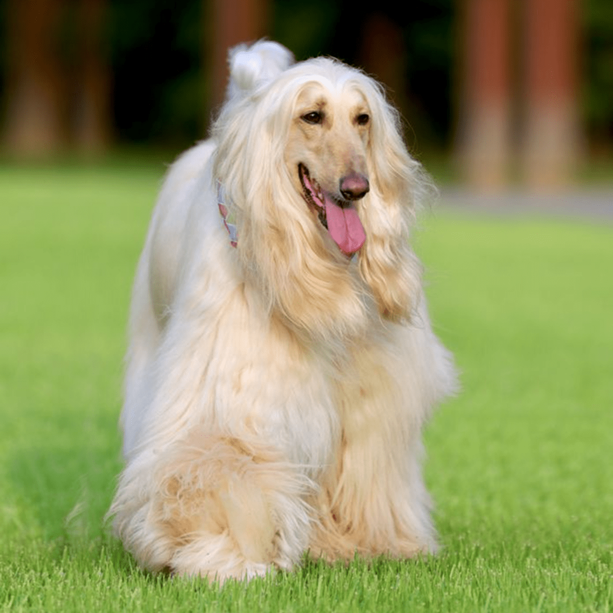 15 Cutest Large and Fluffy Dog Breeds - HubPages