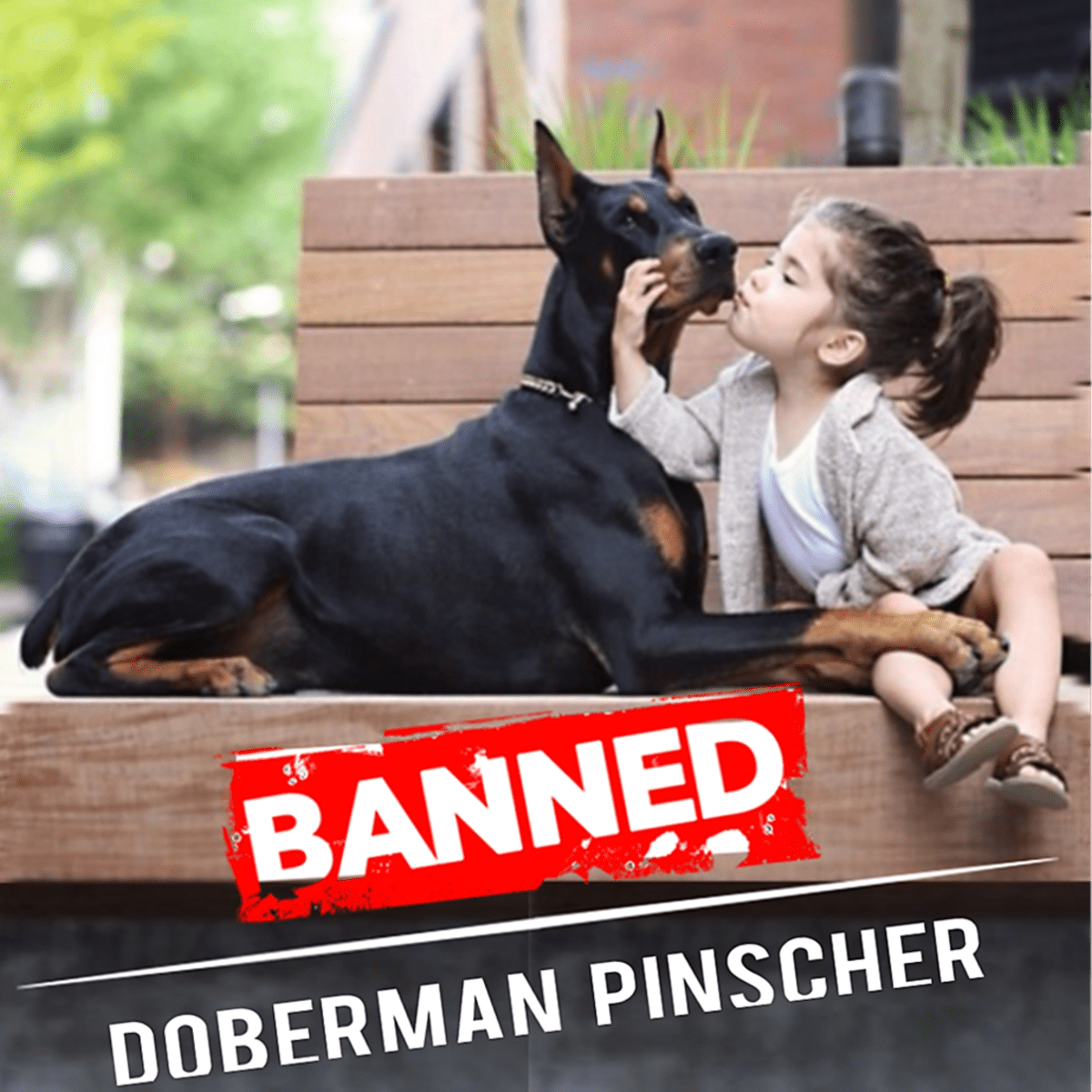 11 Countries Where Doberman Pinschers Are Banned or Restricted ...