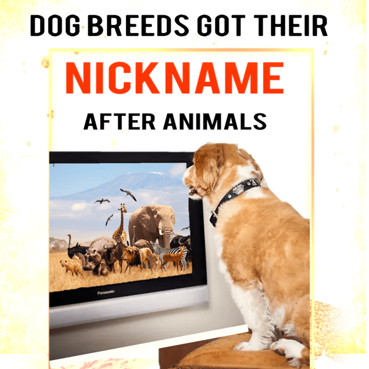 7 Dog Breeds Got their Nickname After Animals - HubPages