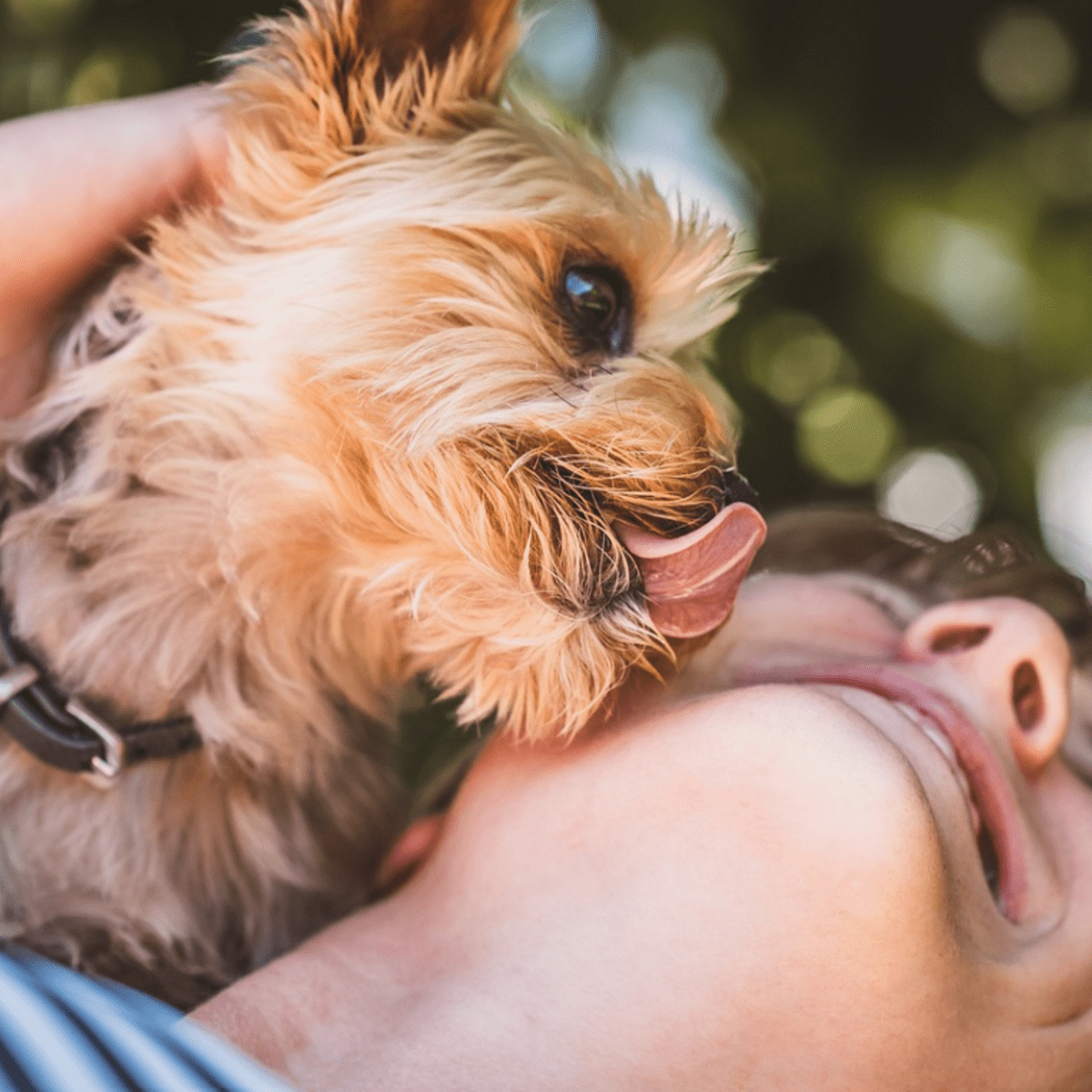 Lickety-split: How to teach your dog to stop licking people