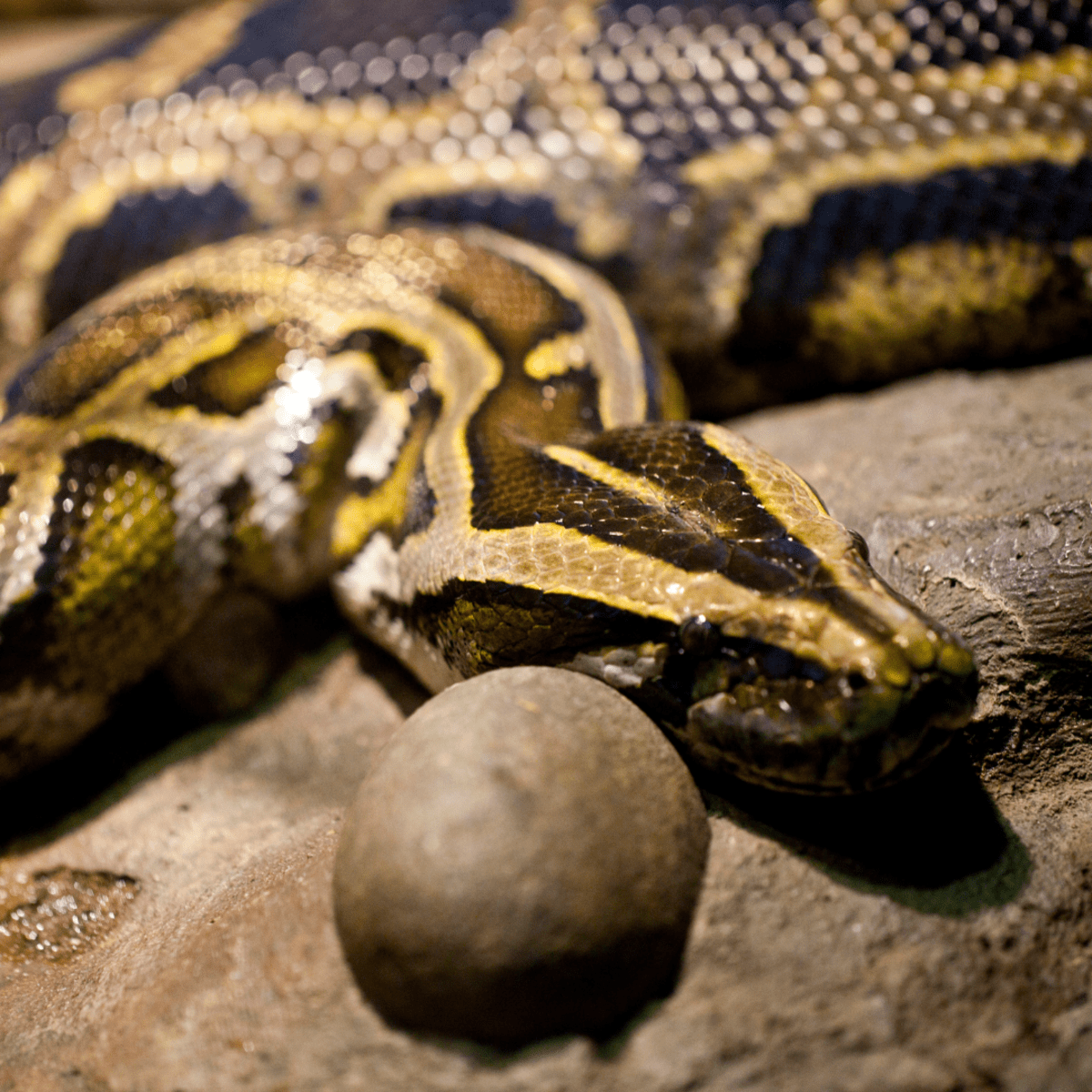 Anacondas: The Largest Snakes in the World - Owlcation