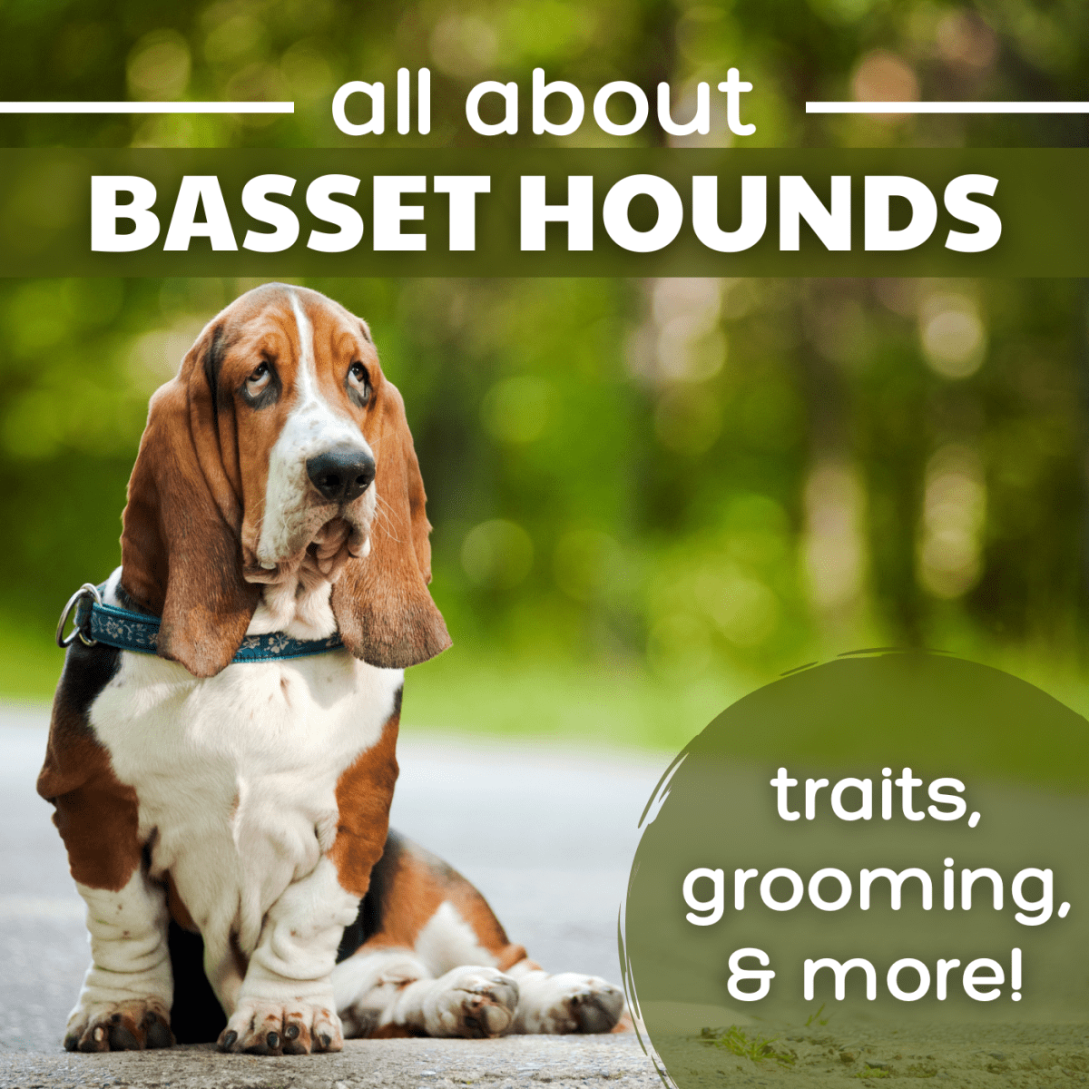 what do you feed your basset hound