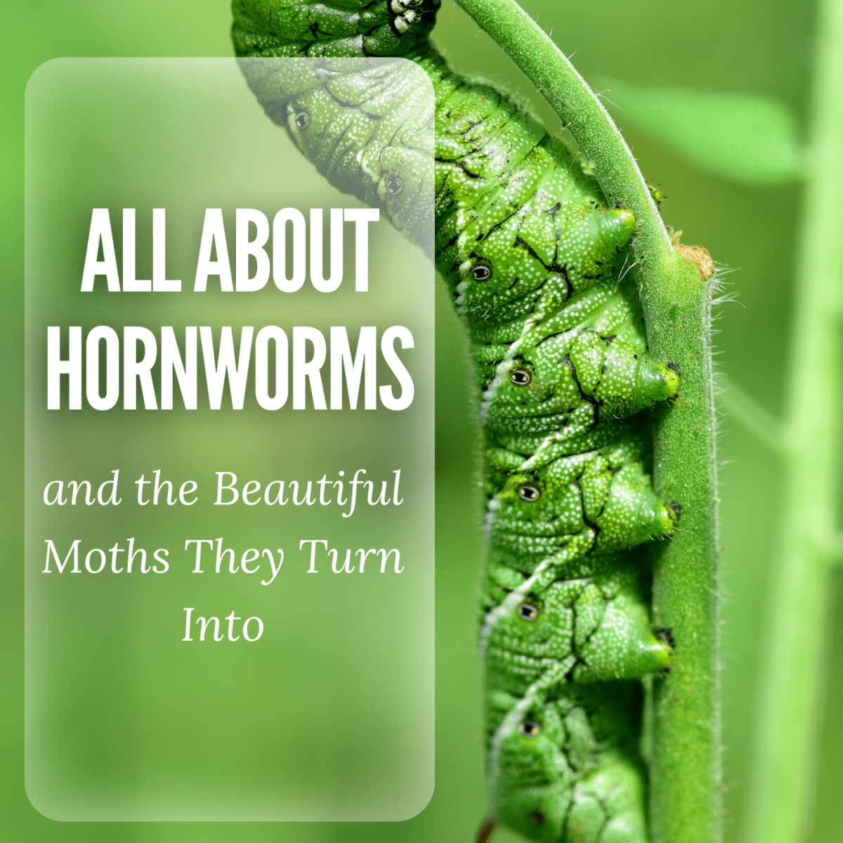 Tomato Hornworm Moth Life Cycle