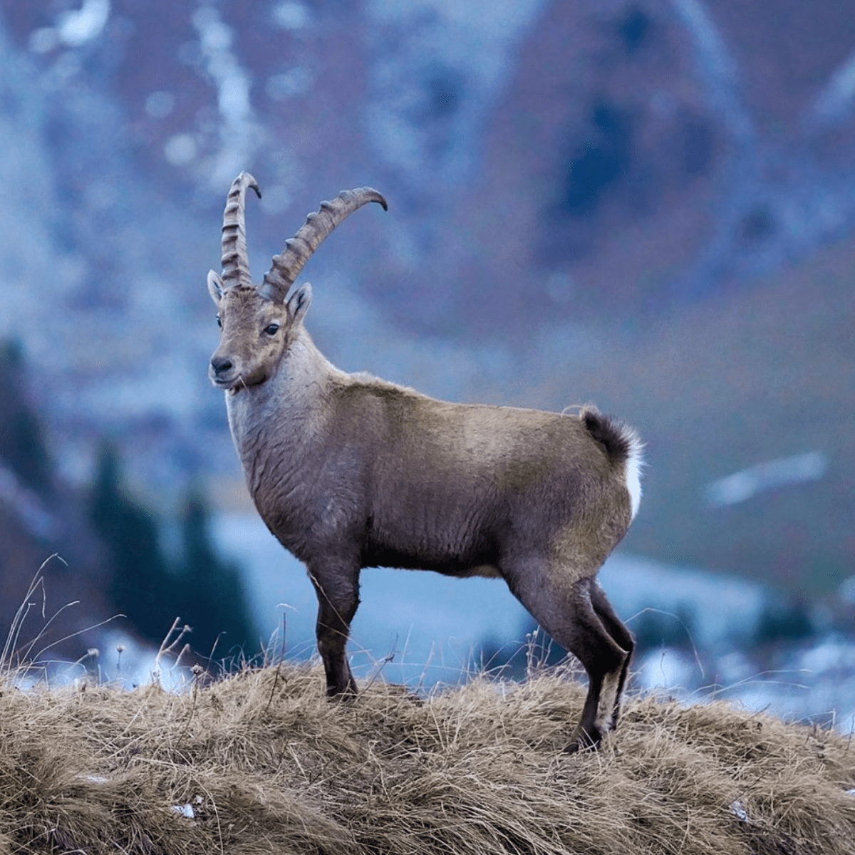 10 Animals in the Alps of Europe - WanderWisdom