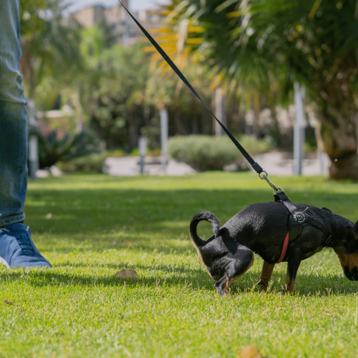 how to stop dogs from peeing on your lawn